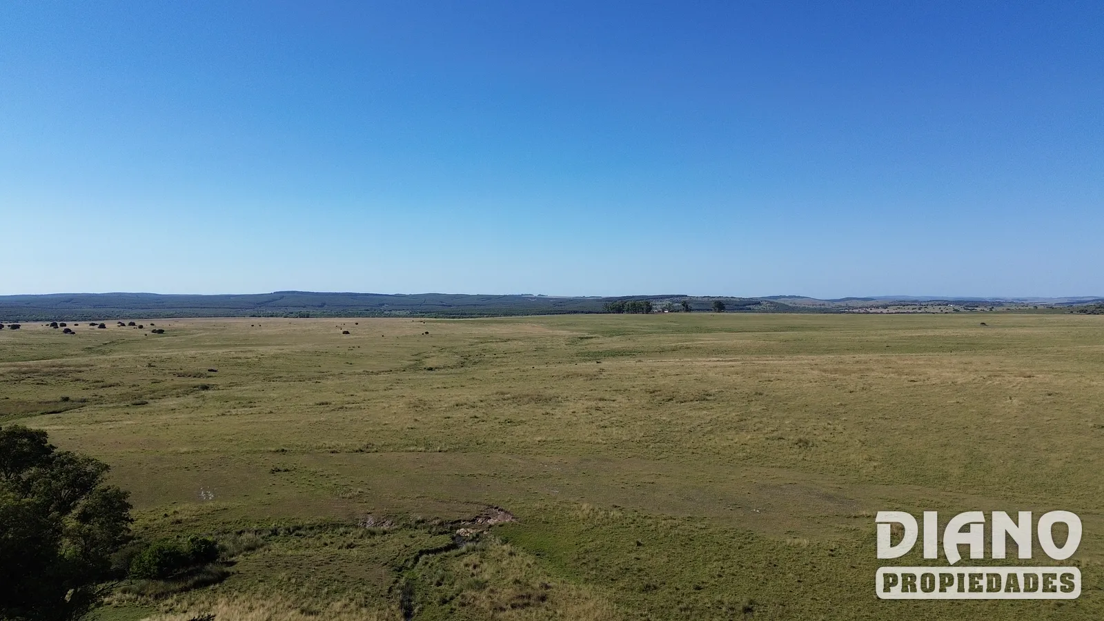Muy buen campo Lavalleja
