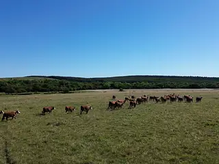Muy buen campo Lavalleja