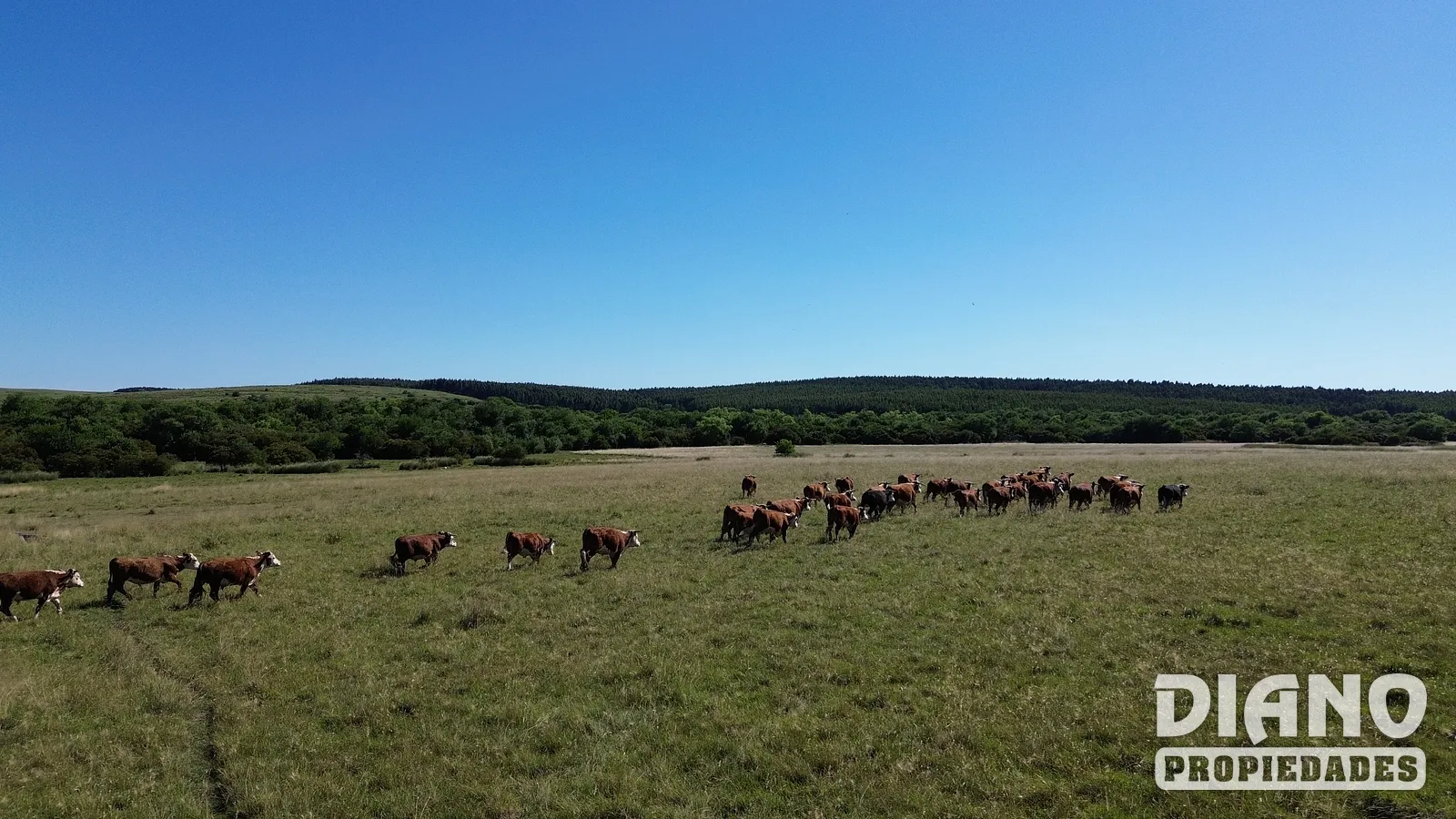 Muy buen campo Lavalleja