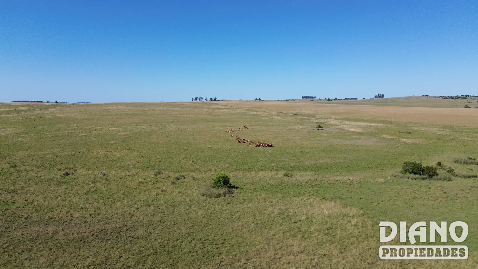 Muy buen campo Lavalleja