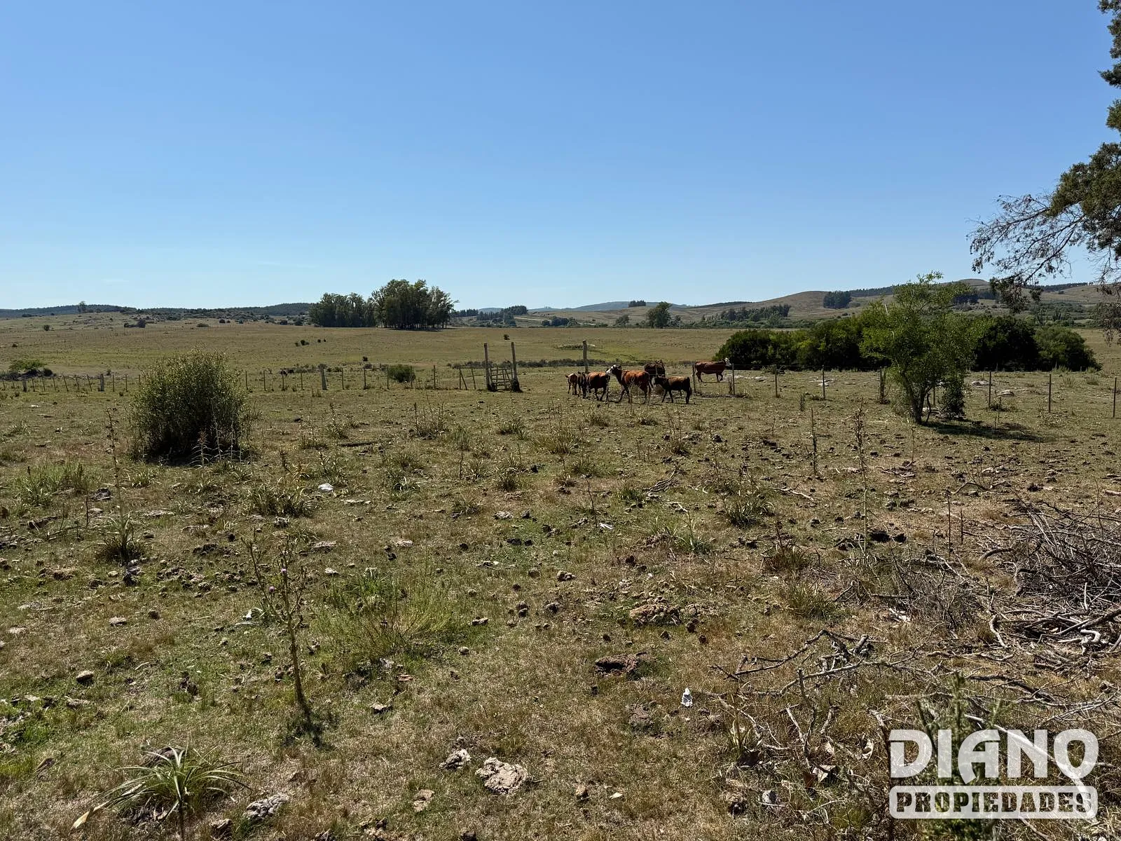 Ruta 8, campo criador