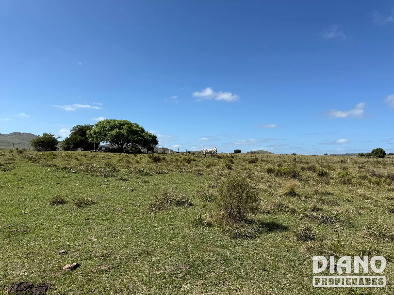 Venta Campo En Lavalleja 34 Has Naturales Excelente Ubicación