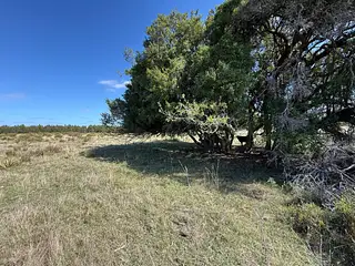 Venta Campo En Lavalleja 34 Has Naturales Excelente Ubicación