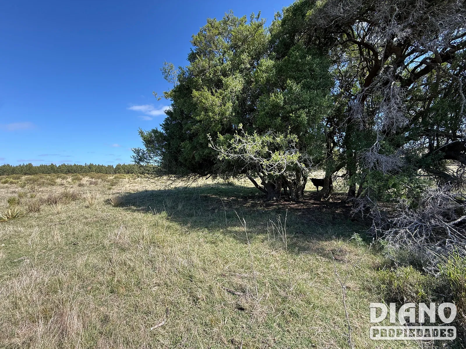 Venta Campo En Lavalleja 34 Has Naturales Excelente Ubicación