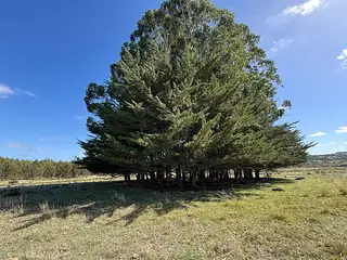 Venta Campo En Lavalleja 34 Has Naturales Excelente Ubicación