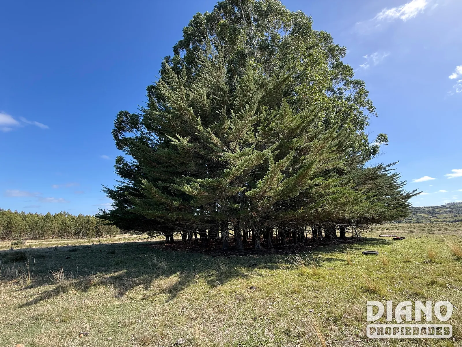 Venta Campo En Lavalleja 34 Has Naturales Excelente Ubicación