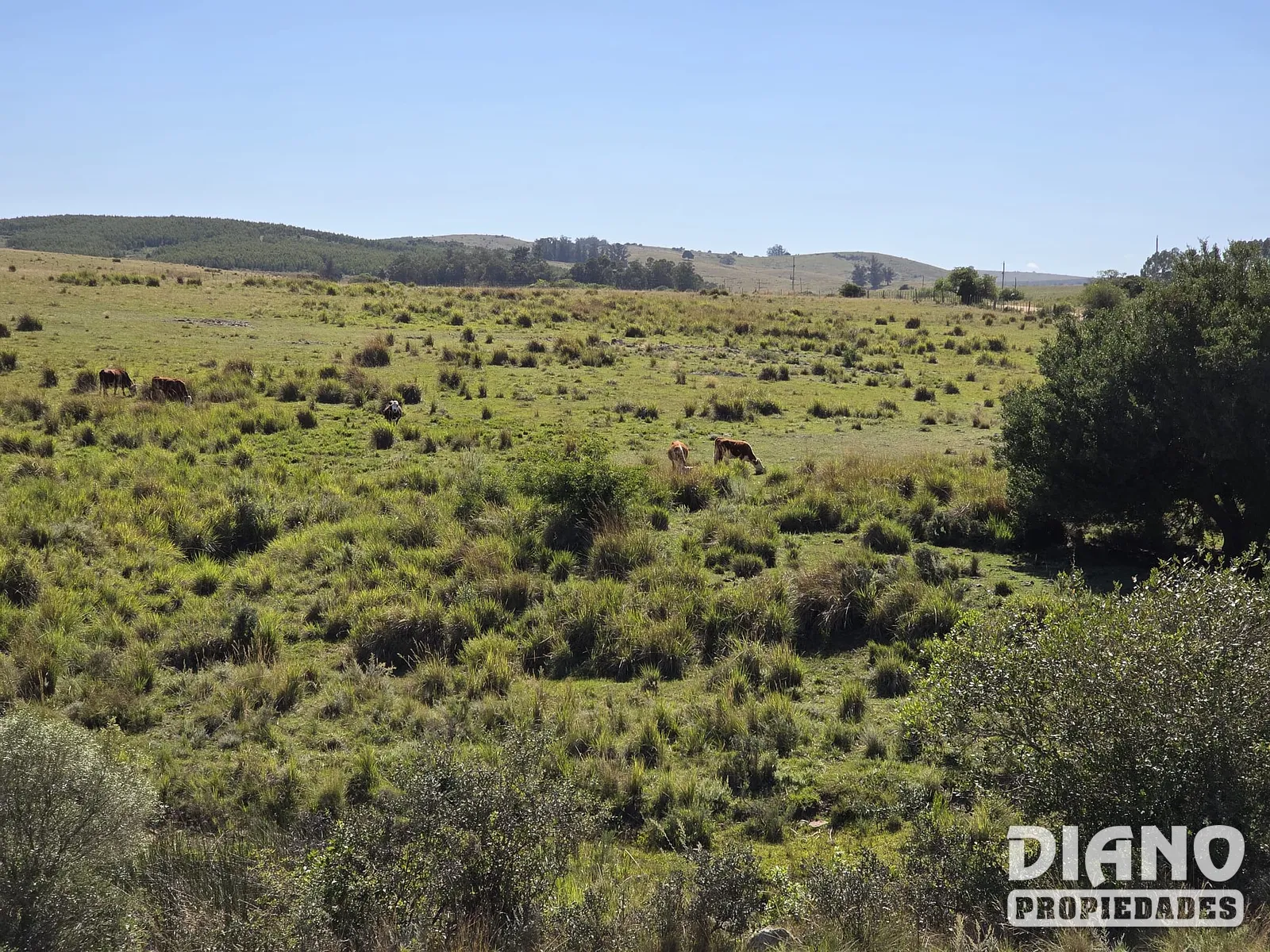 Chacra 23 Hectáreas Con Casa Y Arroyo | Lavalleja, Cerca De Minas
