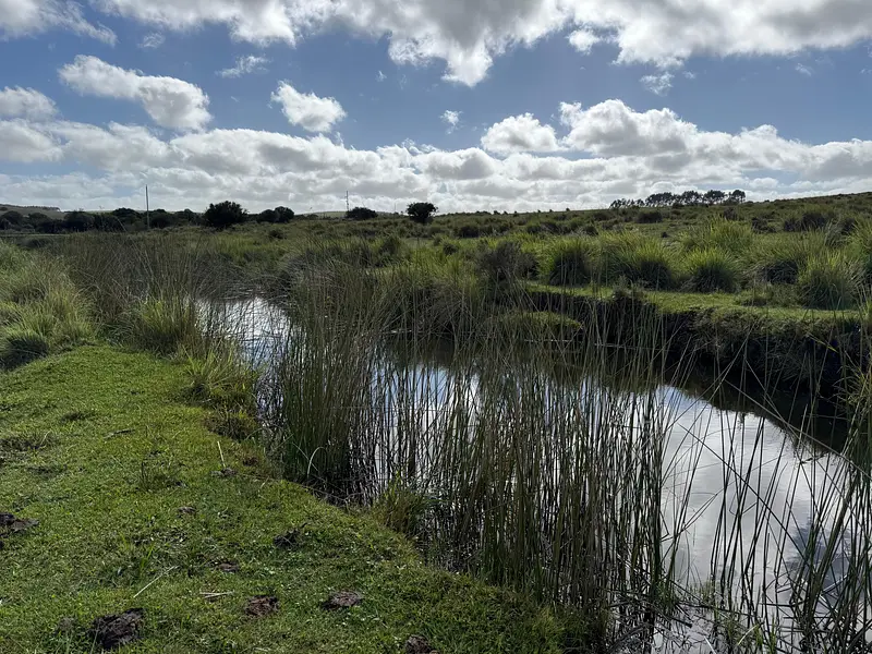 Venta Campo En Lavalleja 34 Has Naturales Excelente Ubicación