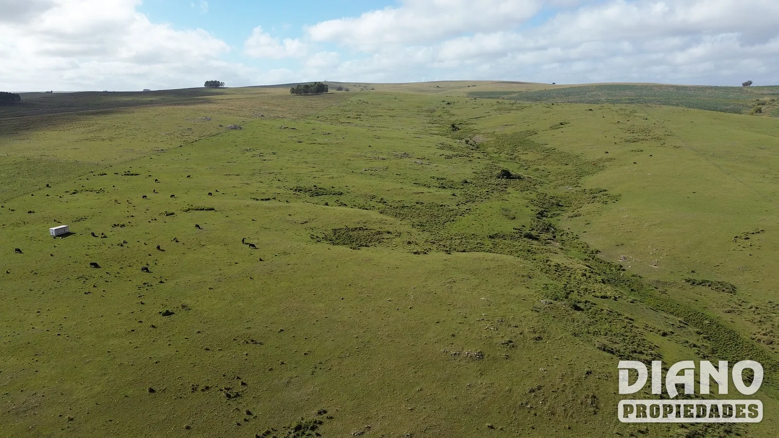 Venta Campo En Lavalleja 34 Has Naturales Excelente Ubicación