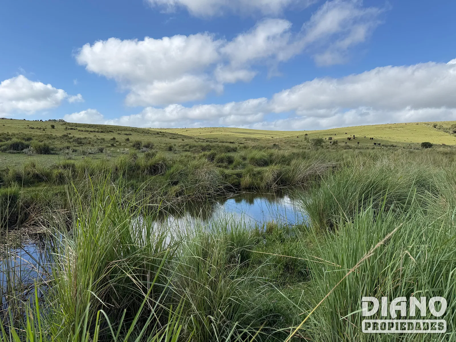 Venta Campo En Lavalleja 34 Has Naturales Excelente Ubicación