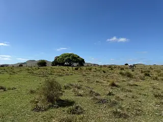 Venta Campo En Lavalleja 34 Has Naturales Excelente Ubicación