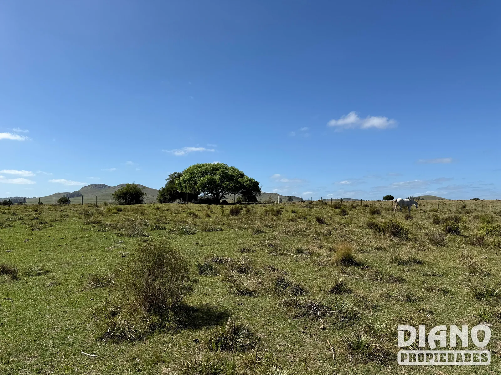 Venta Campo En Lavalleja 34 Has Naturales Excelente Ubicación